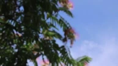 植物树木马缨花绿化实拍素材视频的预览图
